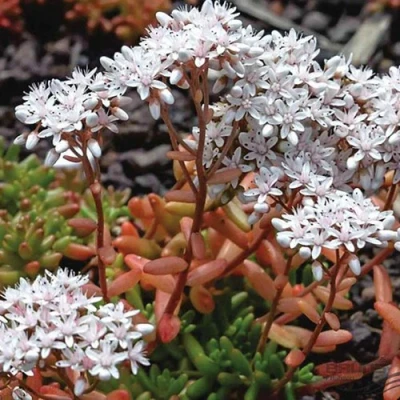 Очиток (седум) КОРАЛ КАРПЕТ белый в Челябинске