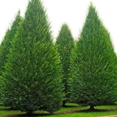 Граб  в Челябинске