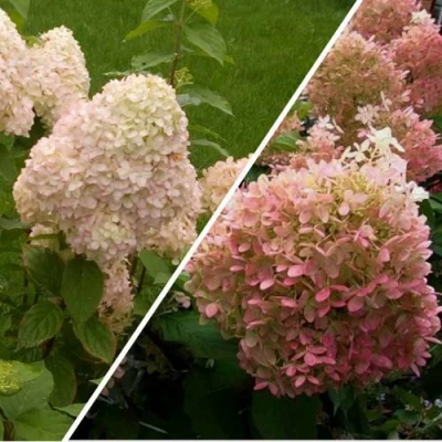 Комплект НЕЖНЫЕ ЧУВСТВА в Челябинске