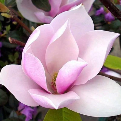 Магнолия АЛЕКСАНДРИНА  в Челябинске