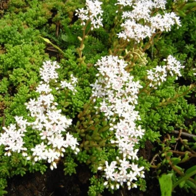 Очиток (седум) ХЛОРОТИКУМ белый в Челябинске