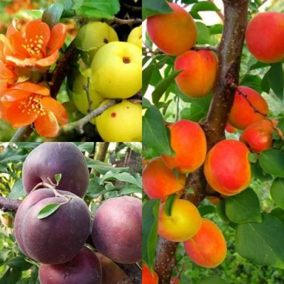 Комплект САД ДЛЯ ГУРМАНА в Челябинске