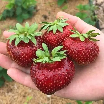 Клубника МАЛЬВИНА в Челябинске