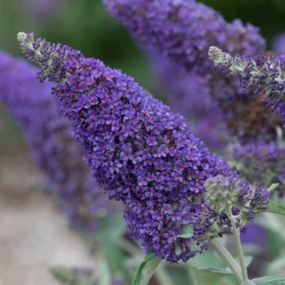 Буддлея НАНО ПЕРПЛ  в Челябинске