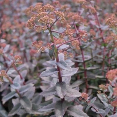 Очиток (седум) РЭЙН КСЕНОКС видный в Челябинске