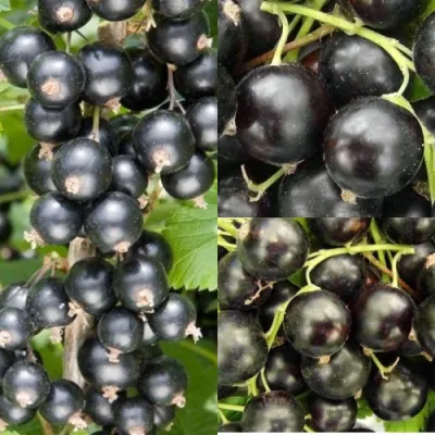 Комплект ЧЕРНАЯ СИЛА в Челябинске