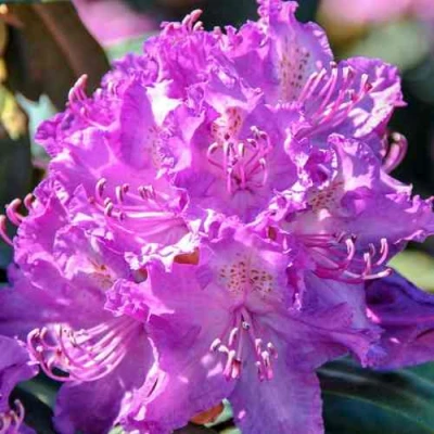 Рододендрон АЛЬФРЕД в Челябинске