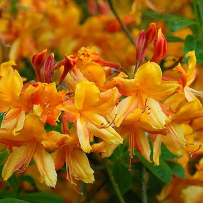 Азалия ОРАНЖ ХИТ листопадная в Челябинске