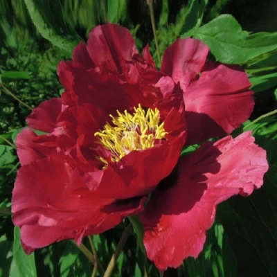 Пион КРАСНЫЙ ЛОТОС древовидный в Челябинске