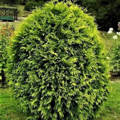 Туя ТИП ТОП западная в Челябинске