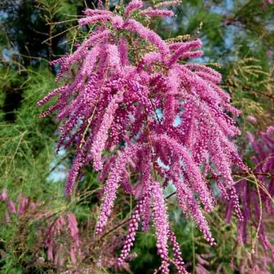 Тамарикс ПИНК КАСКАД в Челябинске