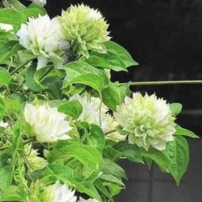 Клематис КОХАНА в Челябинске