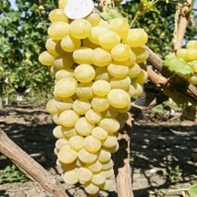 Виноград КИШМИШ ЗОЛОТЦЕ в Челябинске