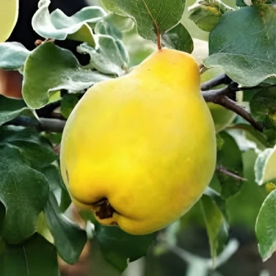 Айва МИР в Челябинске