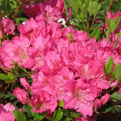 Азалия КИРСТИН японская в Челябинске