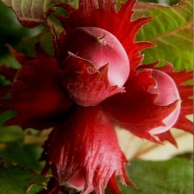 Фундук БАГРЯНЕЦ в Челябинске