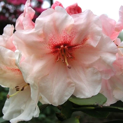 Рододендрон ХАНЯ	 в Челябинске