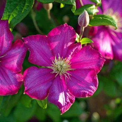 Клематис КАРМЕНСИТА в Челябинске