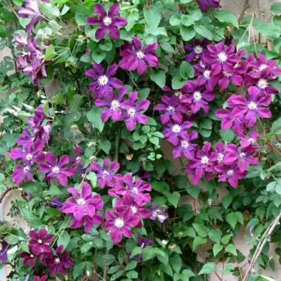 Клематис ГЕРОИ ВАРШАВЫ в Челябинске