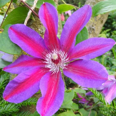 Клематис АКАИШИ в Челябинске