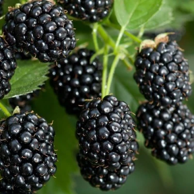 Ежевика ЧЕРНАЯ МАГИЯ ремонтантная в Челябинске