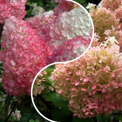 Комплект МАЛИНОВЫЙ ЗАКАТ в Челябинске