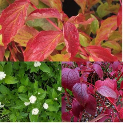 Комплект СЕВЕРНОЕ СИЯНИЕ в Челябинске