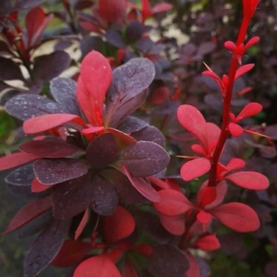 Барбарис РЕД ПИЛЛАР тунберга в Челябинске