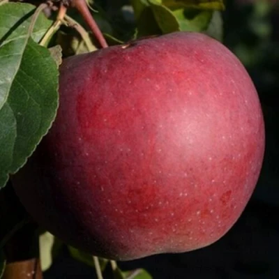 Яблоня БЕЛОРУССКОЕ СЛАДКОЕ в Челябинске