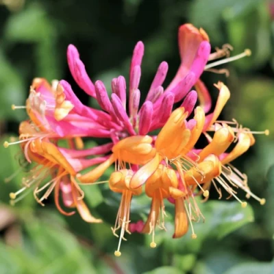 Жимолость ГЕКРОТА в Челябинске