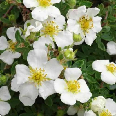 Лапчатка ТИЛФОРД КРИМ кустарниковая в Челябинске