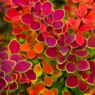 Барбарис ОРАНЖ САНРАЙЗ тунберга в Челябинске