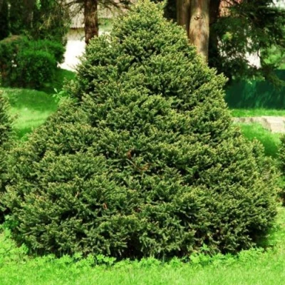 Ель ОЛЕНДОРФИ обыкновенная в Челябинске