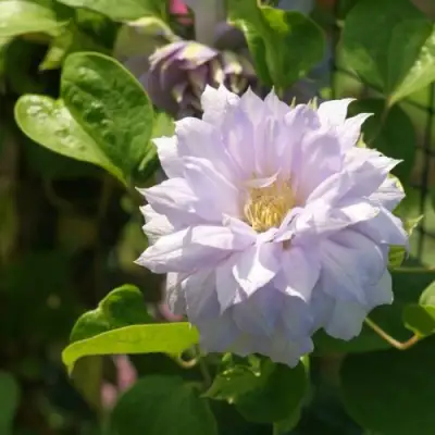 Клематис БЕЛЬ ОФ ВОРКИНГ в Челябинске