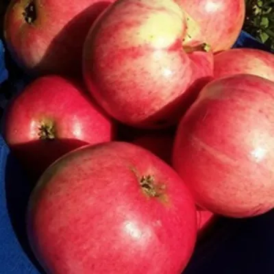 Яблоня СУЙСЛЕПСКОЕ (МАЛИНОВКА) в Челябинске