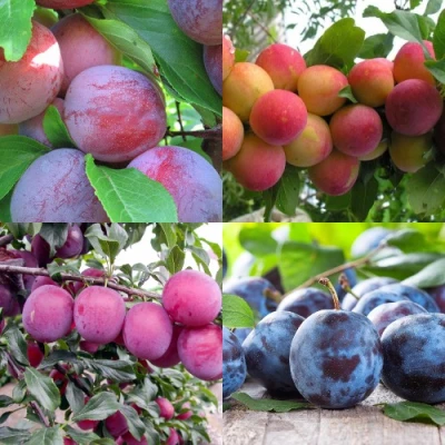 Комплект СЛИВОВЫЙ САД в Челябинске