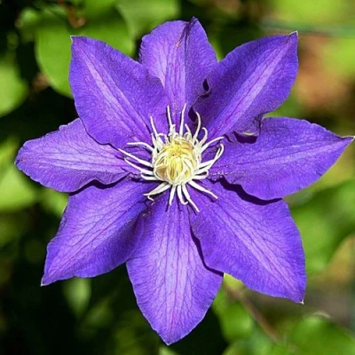 Клематис ЗЕ ПРЕЗИДЕНТ в Челябинске