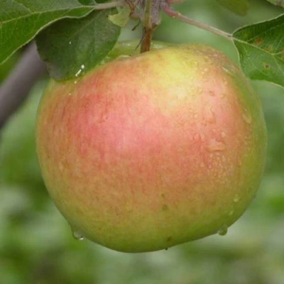 Яблоня БРЯНСКОЕ ЗОЛОТИСТОЕ в Челябинске