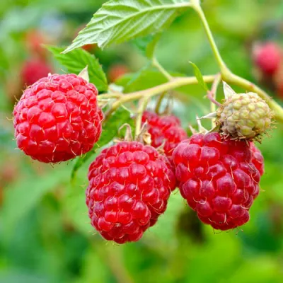 Малина РУБИФОЛ в Челябинске