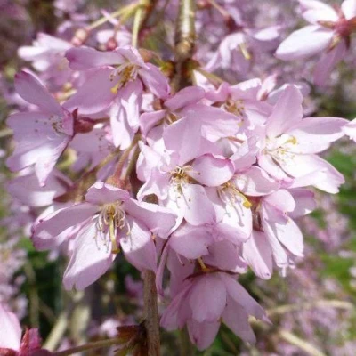 Сакура ПЕНДУЛА РУБРА в Челябинске
