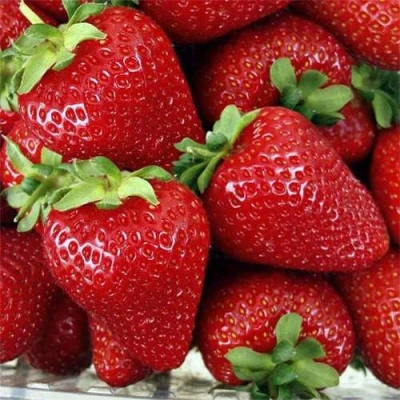 клубника Скала