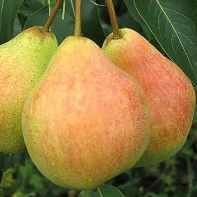 Груша ЛЮБИМИЦА ЯКОВЛЕВА в Челябинске