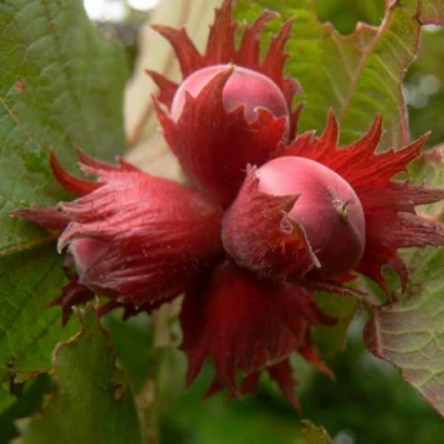 Фундук МОСКОВСКИЙ РУБИН в Челябинске