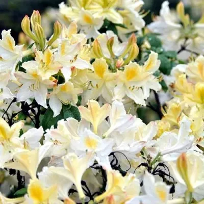 Азалия ДАВИЗИ листопадная в Челябинске