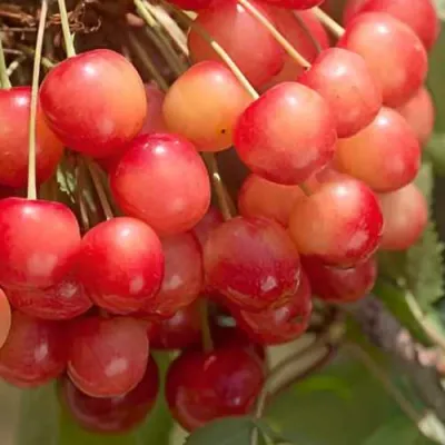 Черешня ЮЛИЯ в Челябинске