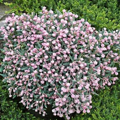 Андромеда БЛЮ АЙС многолистная в Челябинске