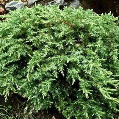 Можжевельник ШЛЯГЕР прибрежный в Челябинске