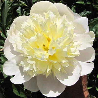 Пион ПРИМАВЕРА травянистый в Челябинске