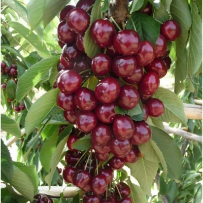 Вишня КОРОЛЕВА колонновидная в Челябинске