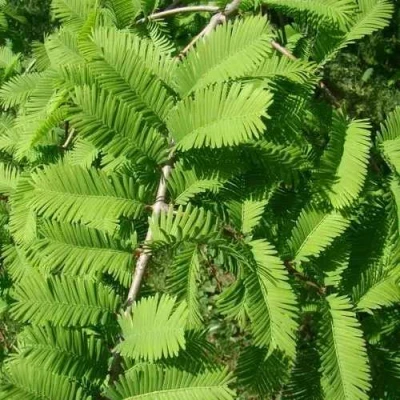 Метасеквойя  ГЛИПТОСТРОБОИДНАЯ  в Челябинске